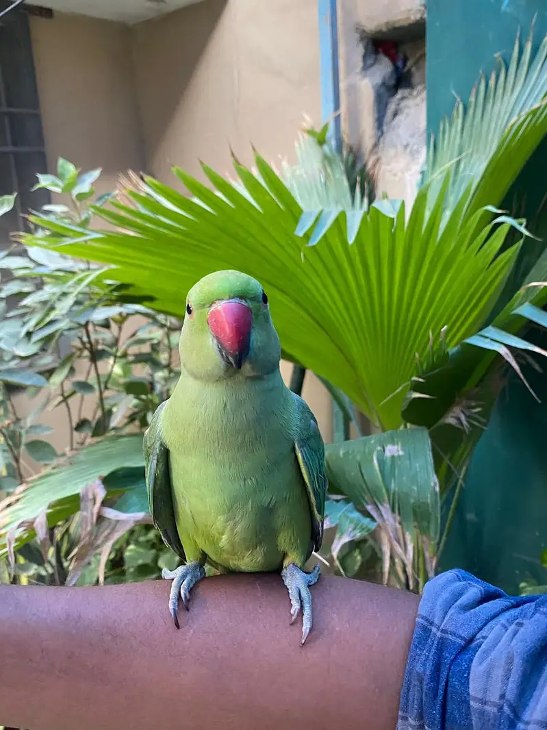 handtame Ringneck and cocktail — photo 4