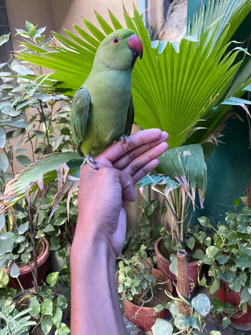 handtame Ringneck and cocktail — photo 5