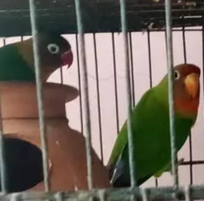 fisher love birds pairs