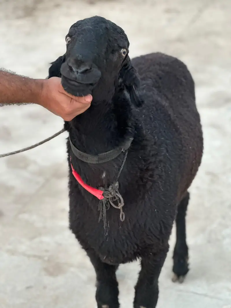 do Bhai dono tabahi — photo 2
