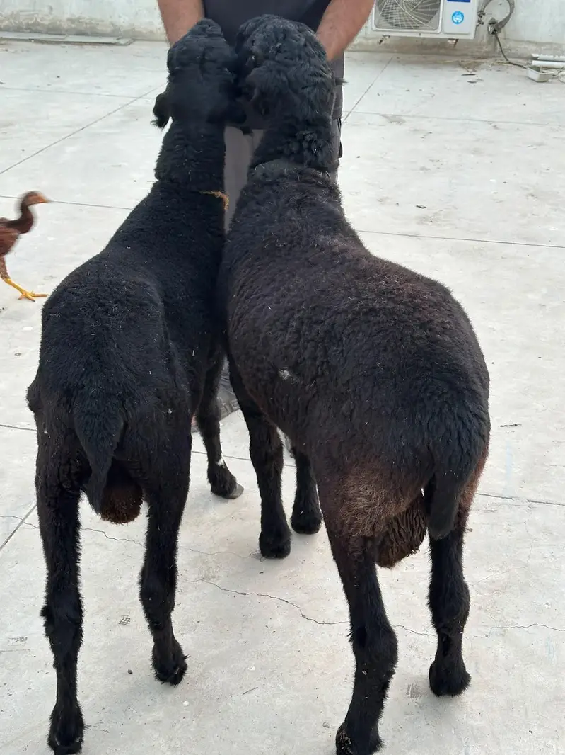 do Bhai dono tabahi — photo 3