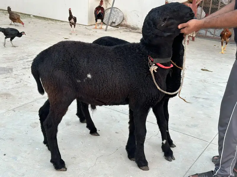 do Bhai dono tabahi — photo 4