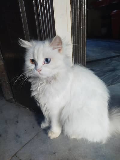 Cat baby 6months age 3 coted very beautiful 2 color Eyes shades sales