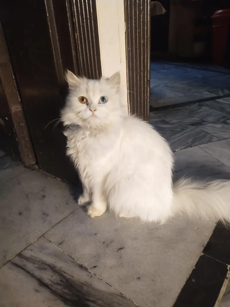 Cat baby 6months age 3 coted very beautiful 2 color Eyes shades sales — photo 2