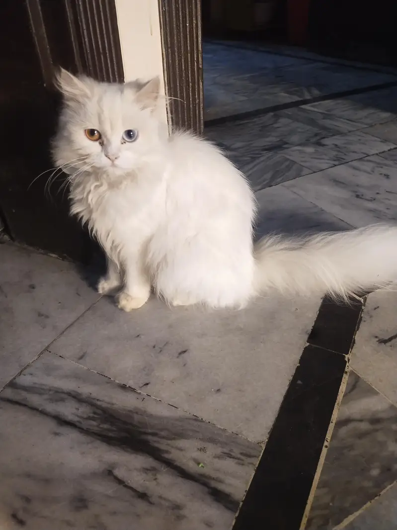 Cat baby 6months age 3 coted very beautiful 2 color Eyes shades sales — photo 3