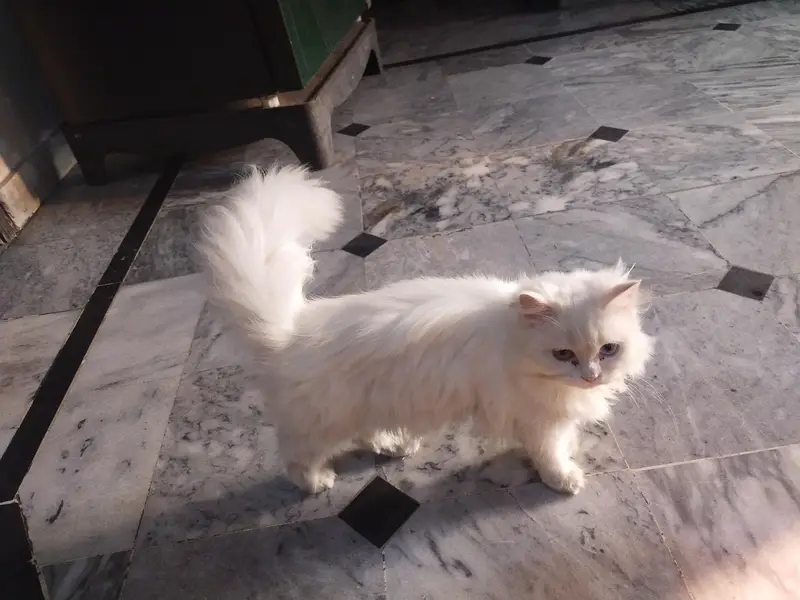 Cat baby 6months age 3 coted very beautiful 2 color Eyes shades sales — photo 6
