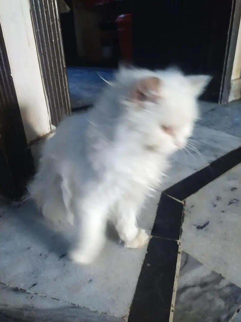 Cat baby 6months age 3 coted very beautiful 2 color Eyes shades sales — photo 7