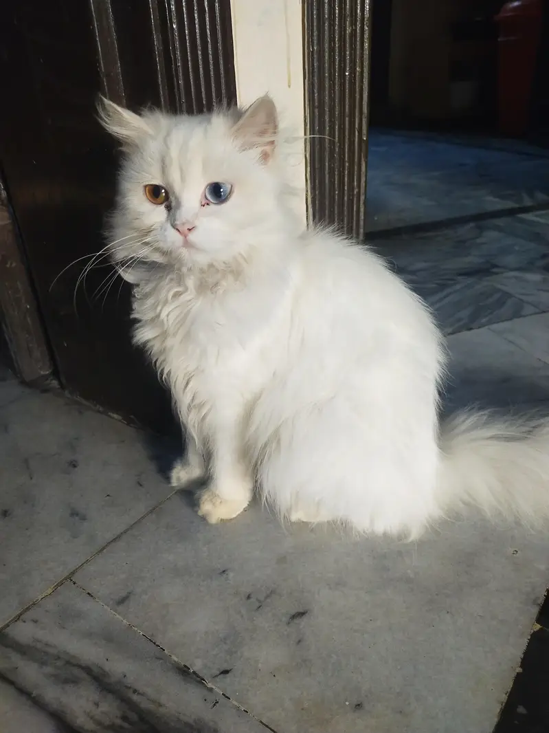 Cat baby 6months age 3 coted very beautiful 2 color Eyes shades sales — photo 8