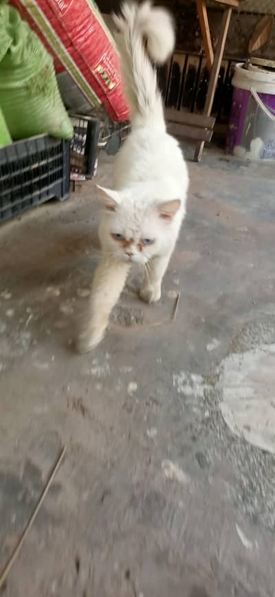 Persian White Cat for Sale in Lahore | Active & Beautiful Cat