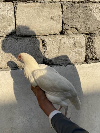 Aseel murgi