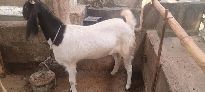 fe male goat pregnant