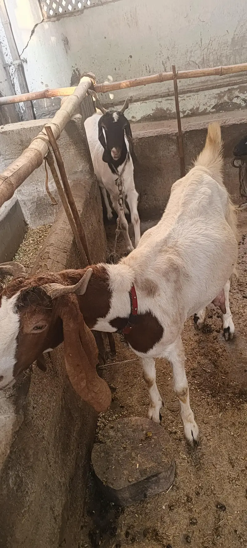 fe male goat pregnant — photo 2