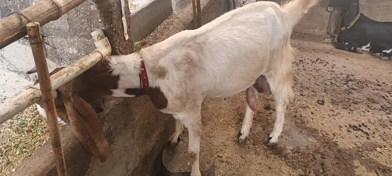 fe male goat pregnant — photo 3