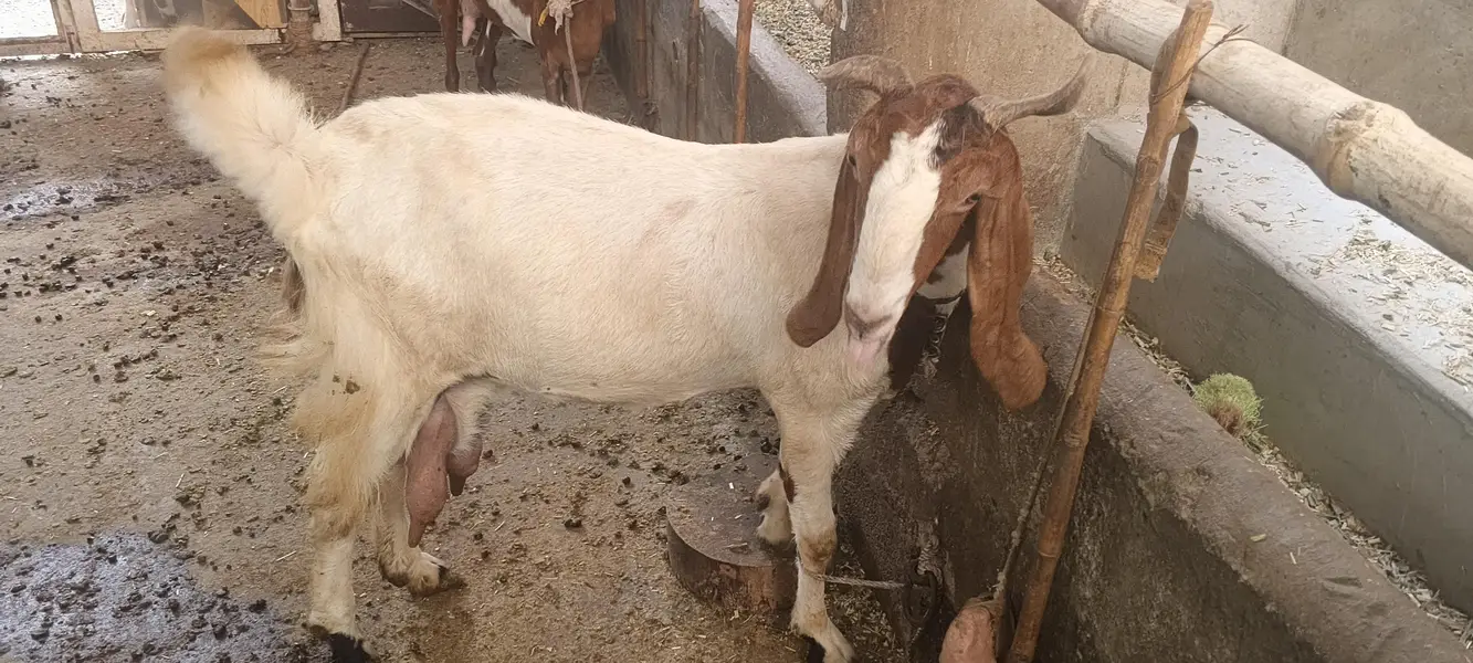 fe male goat pregnant — photo 4