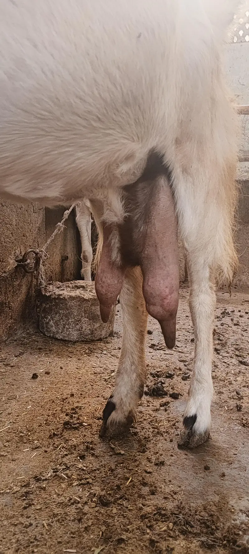 fe male goat pregnant — photo 5