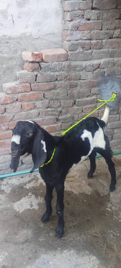 male bakra age 6 sa 7 month