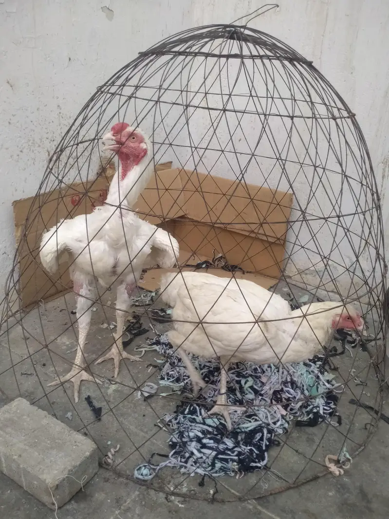 time pass wale door rahai? — photo 5