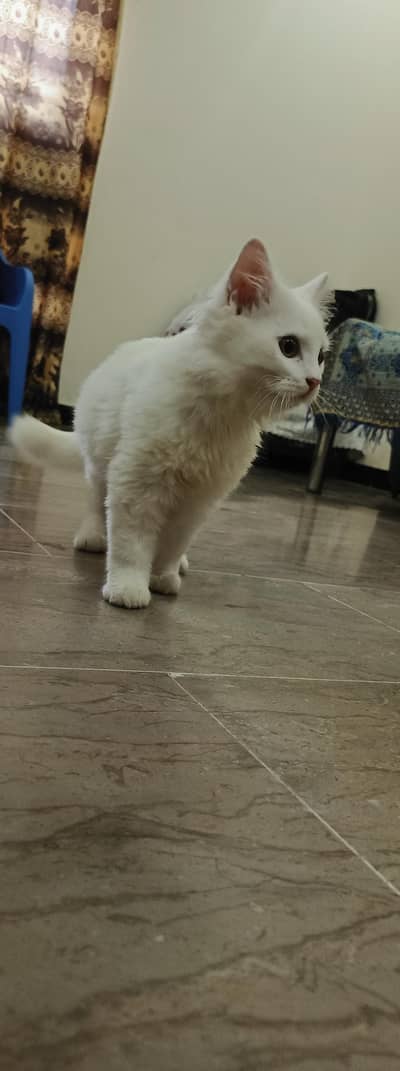 Male Persian Cat double coat