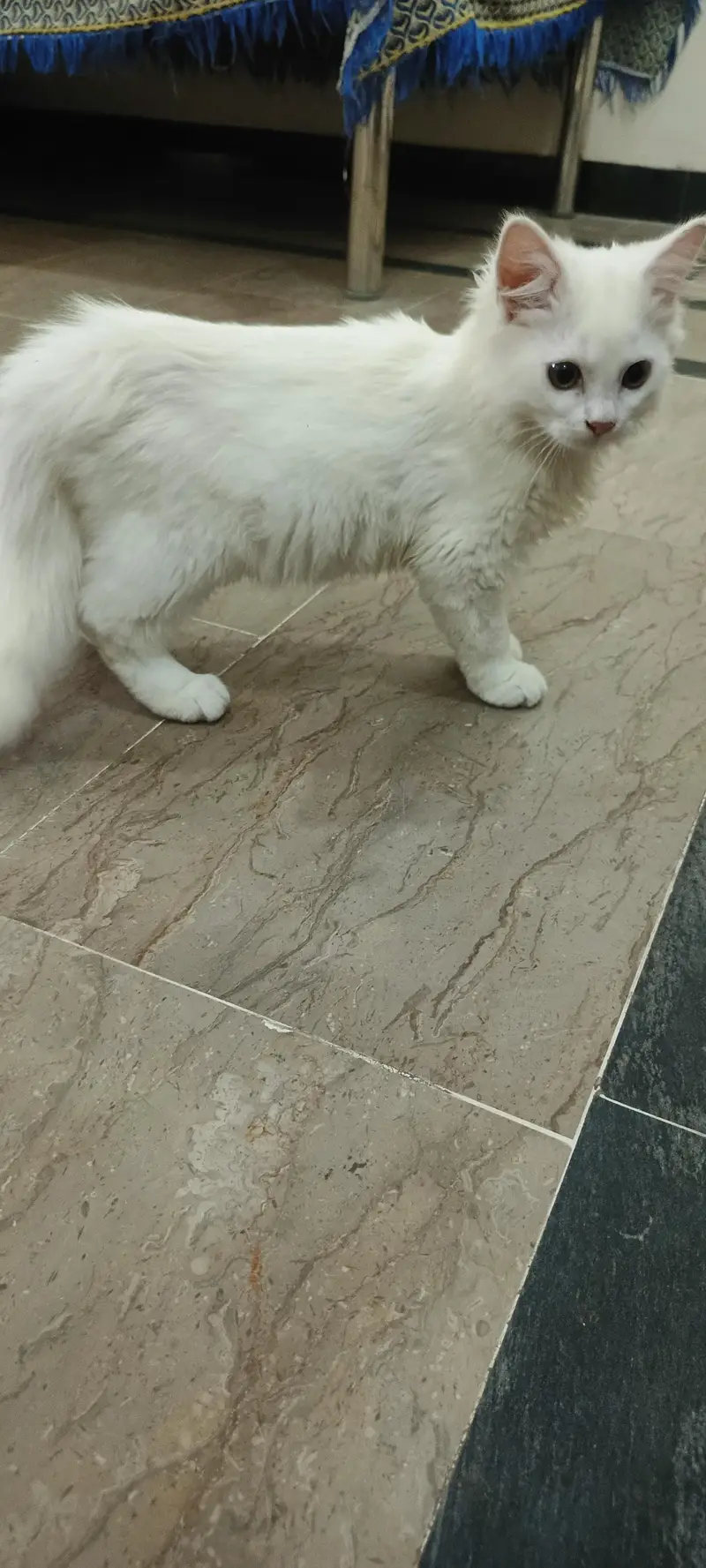 Male Persian Cat double coat — photo 2