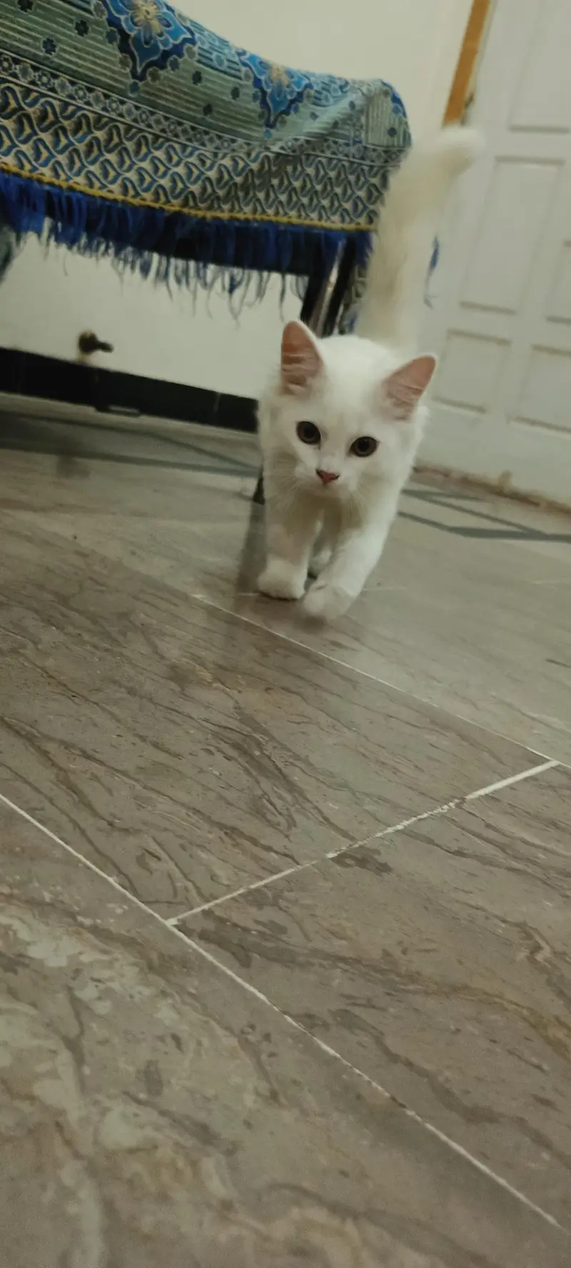 Male Persian Cat double coat — photo 3