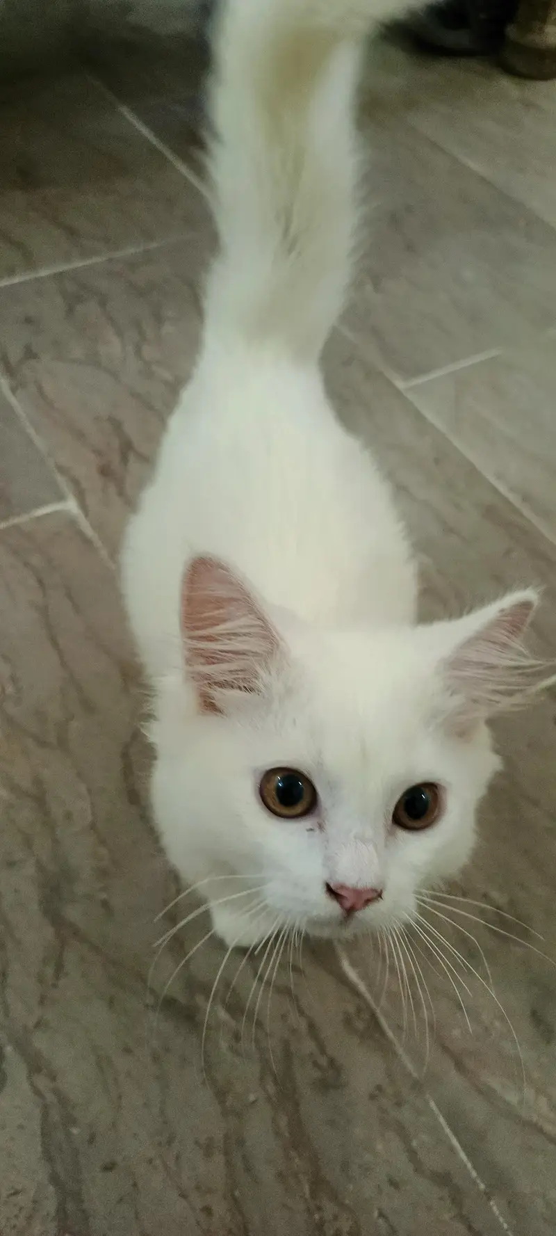 Male Persian Cat double coat — photo 4