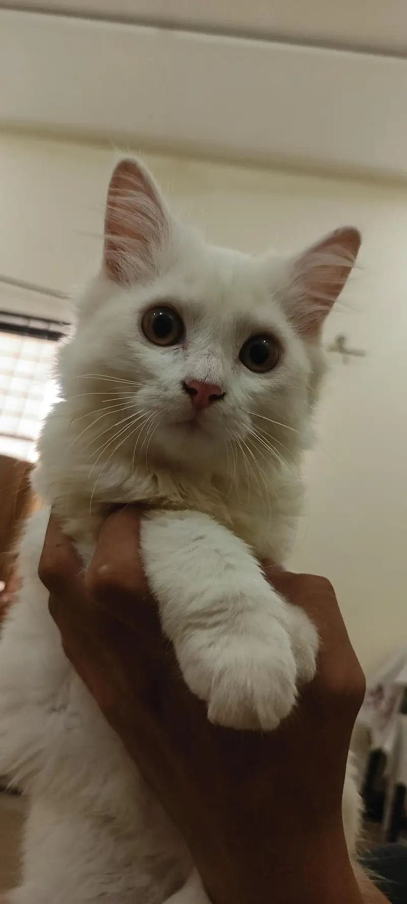 Male Persian Cat double coat — photo 5