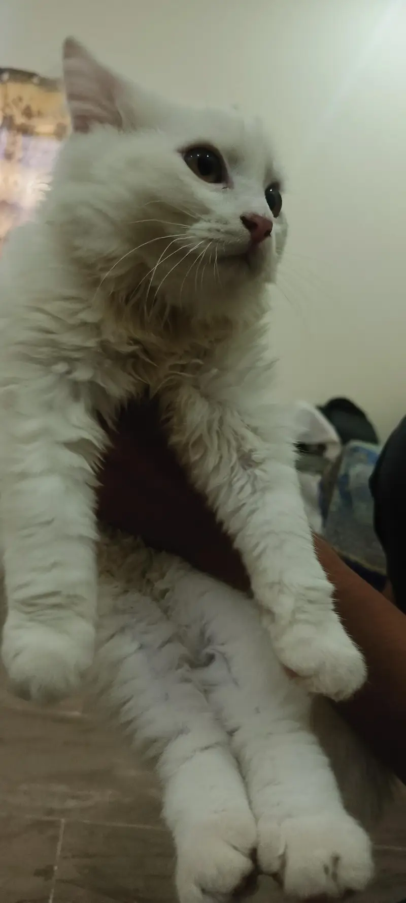Male Persian Cat double coat — photo 6