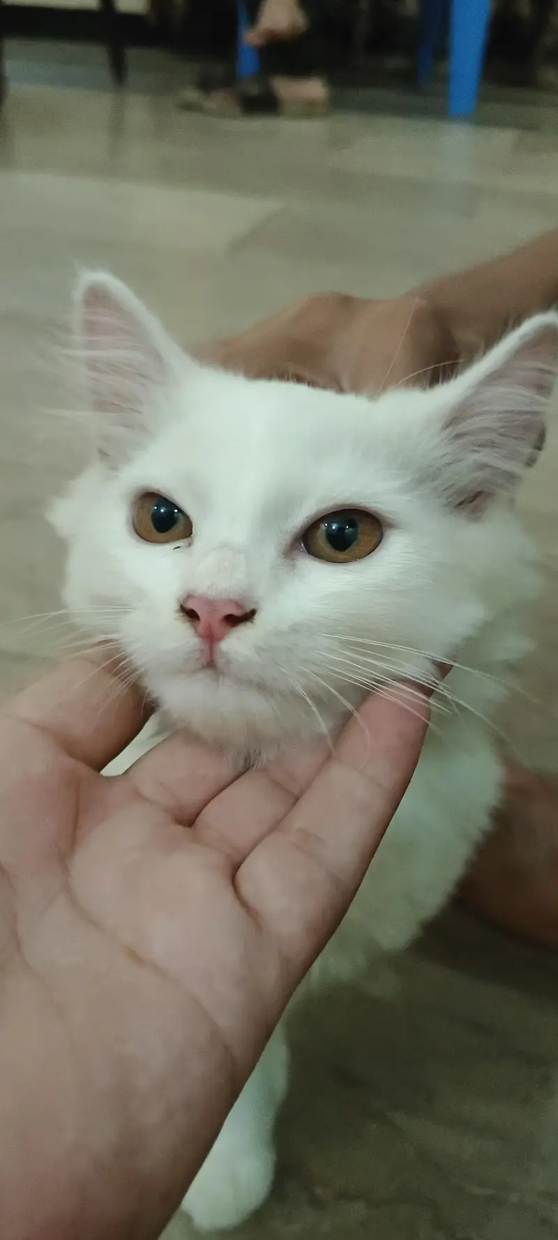 Male Persian Cat double coat — photo 7