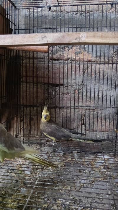 1 pair 100%  confirm breeder pair