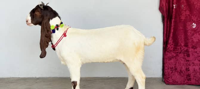 gulabi female
