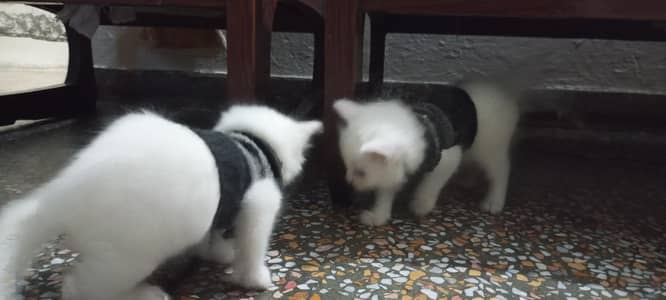 White Persian Kitten for Sale – Beautiful & Cute