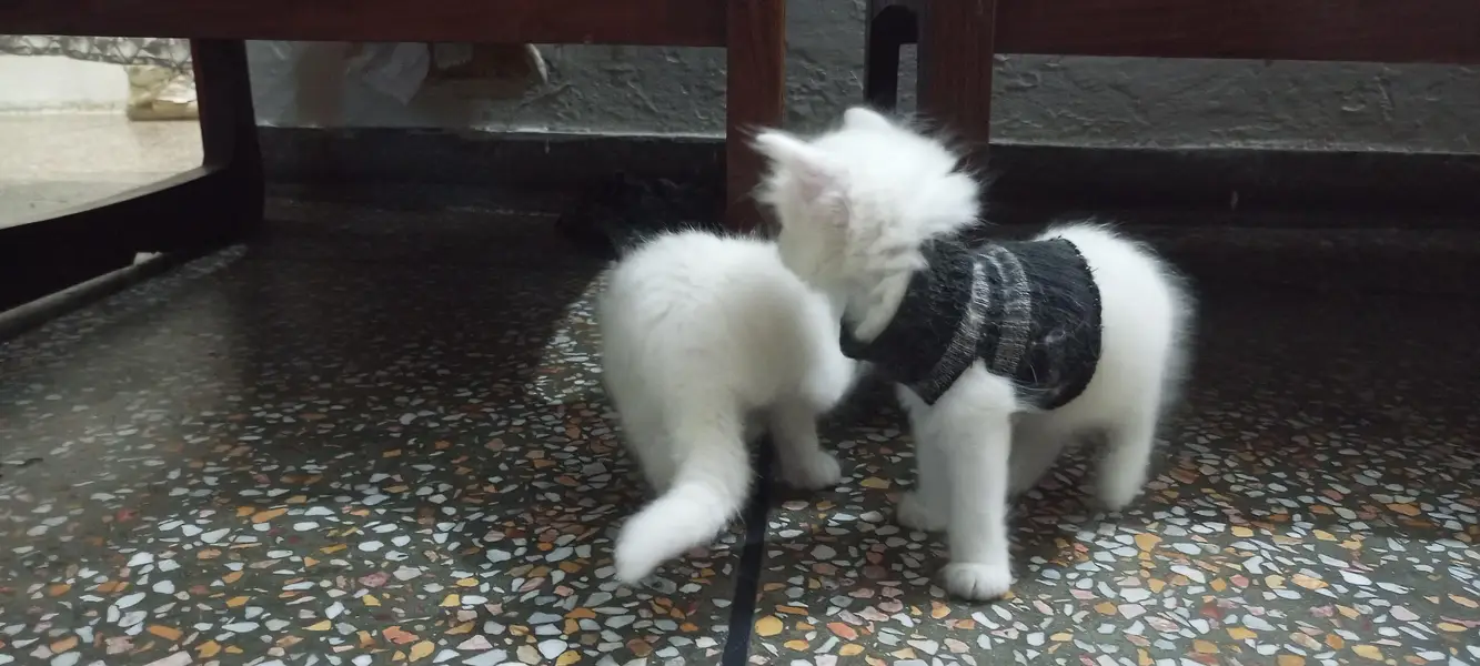 White Persian Kitten for Sale – Beautiful & Cute — photo 2