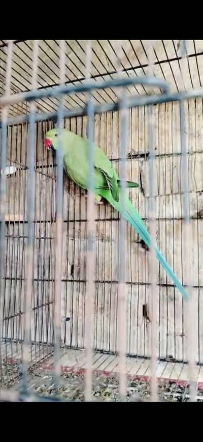 Jamboo size female ringneck