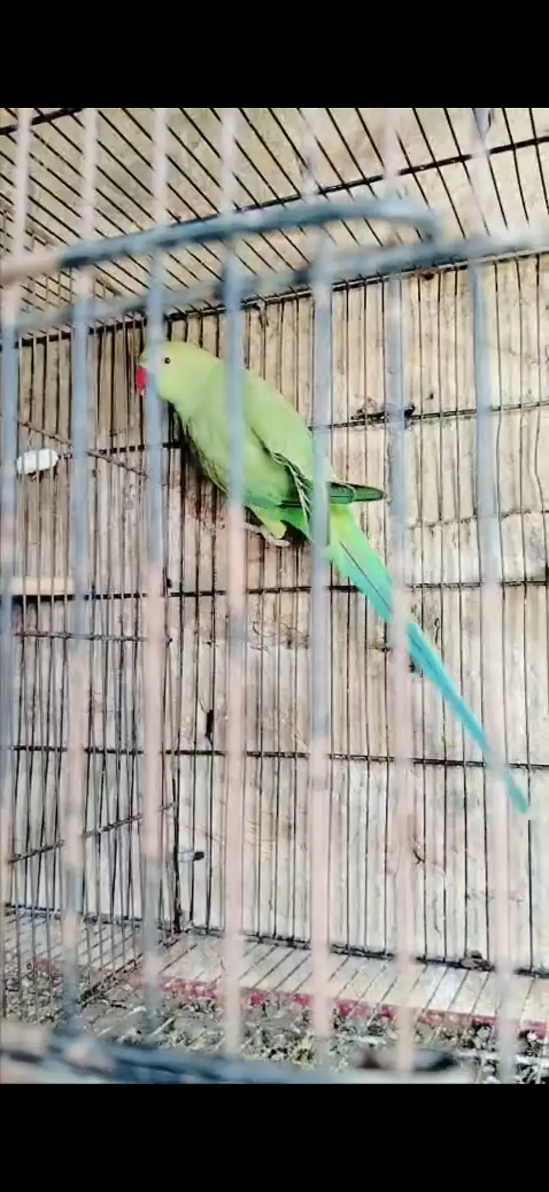 Jamboo size female ringneck — photo 2