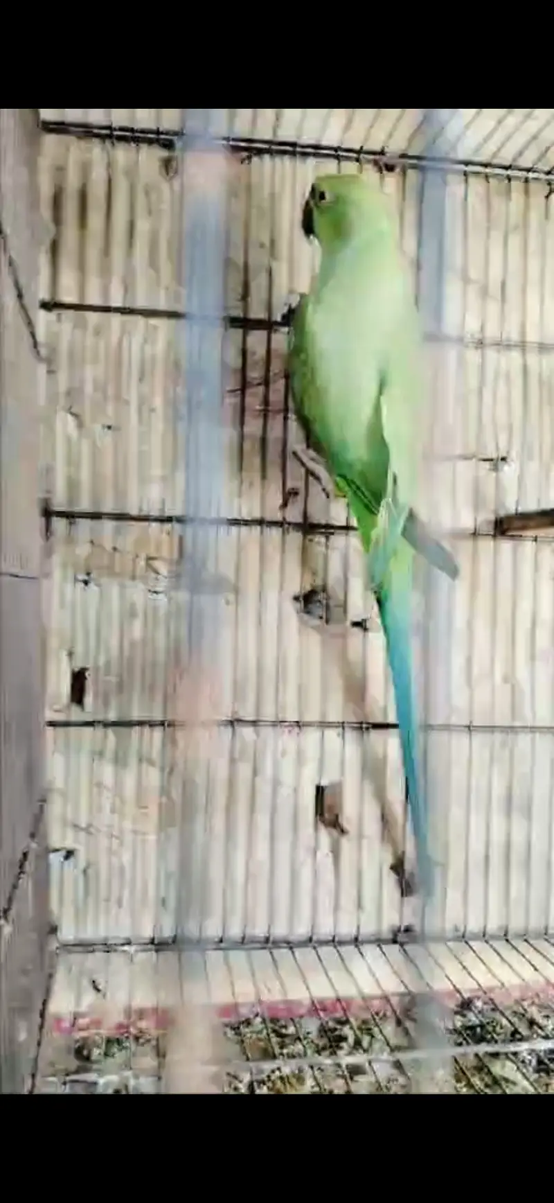 Jamboo size female ringneck — photo 3