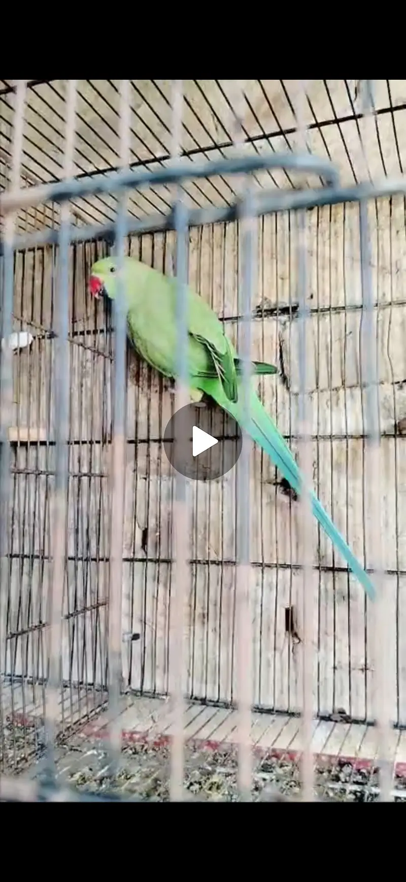 Jamboo size female ringneck — photo 4