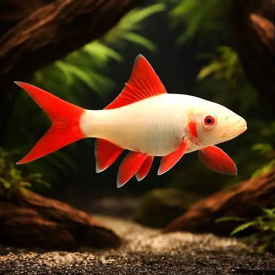 Fish and aquarium Munseeb price 03268301979 — photo 2