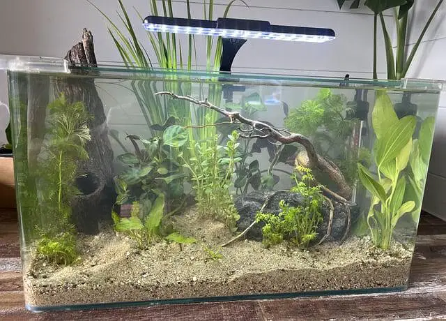 Fish and aquarium Munseeb price 03268301979 — photo 8