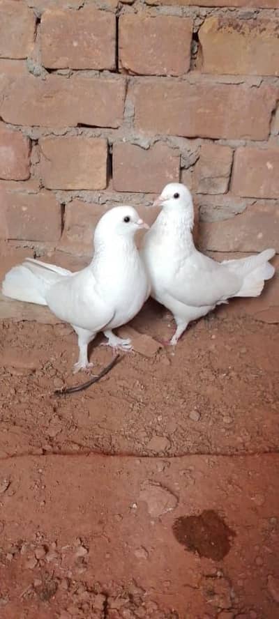 Fancy pegion 27 piece sale rabta 03405965839