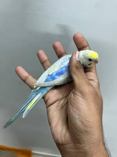 Rainbow budjies