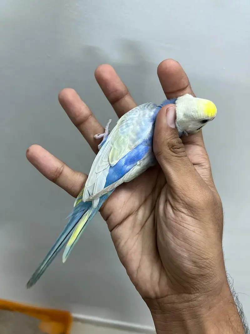 Rainbow budjies — photo 4