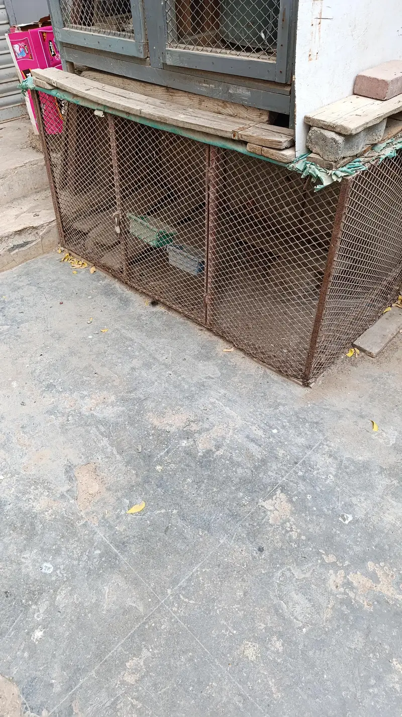 Iron cage for hen — photo 2