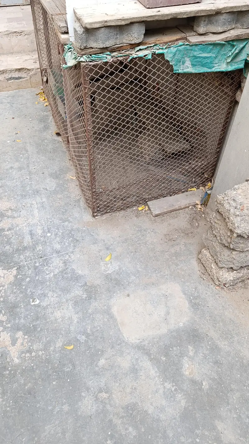 Iron cage for hen — photo 3