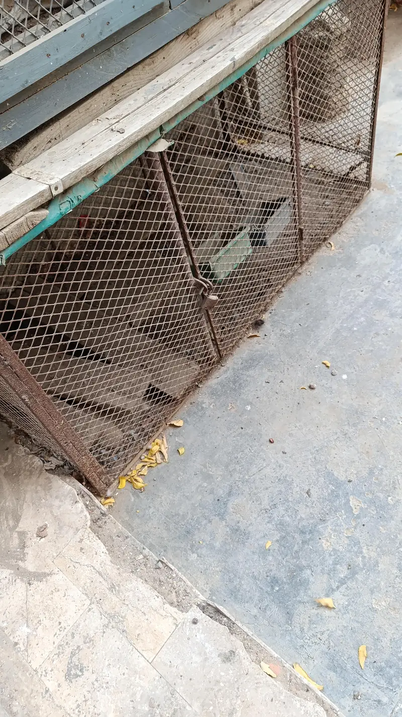 Iron cage for hen — photo 4
