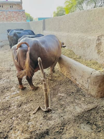 دودھ والی بھینس برائے فروخت – 10 سے 15 دن میں سوئے گی