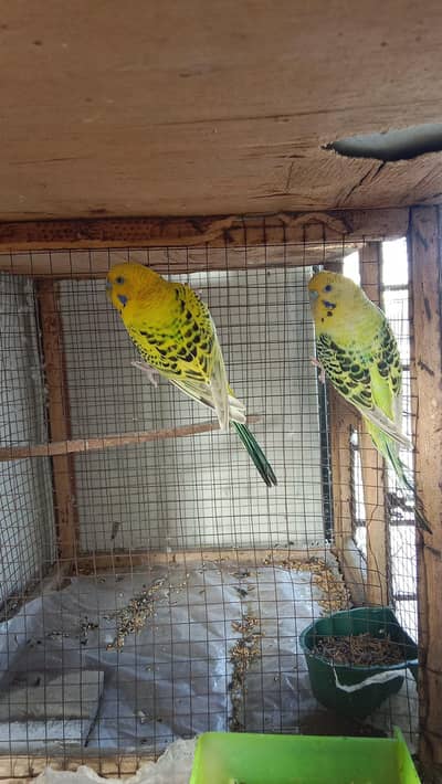 tcb budgies breeder pair available