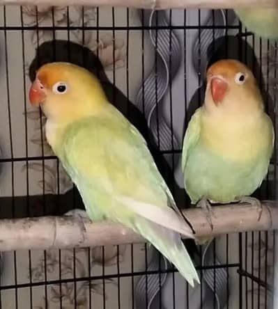 1 pair ha dilute parblue opline our dosara 1 single male ha blue u-win