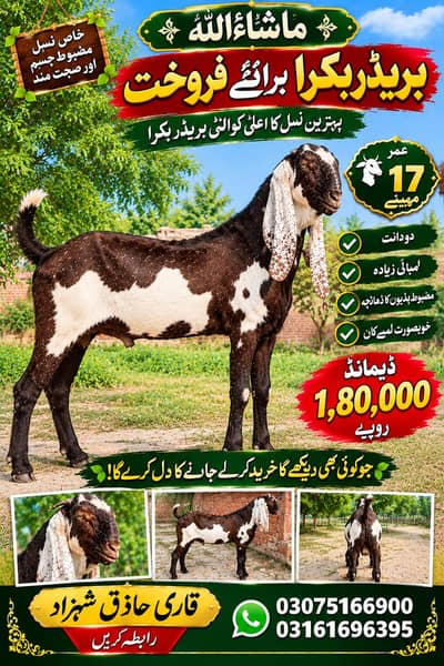 BREADER BAKRA!