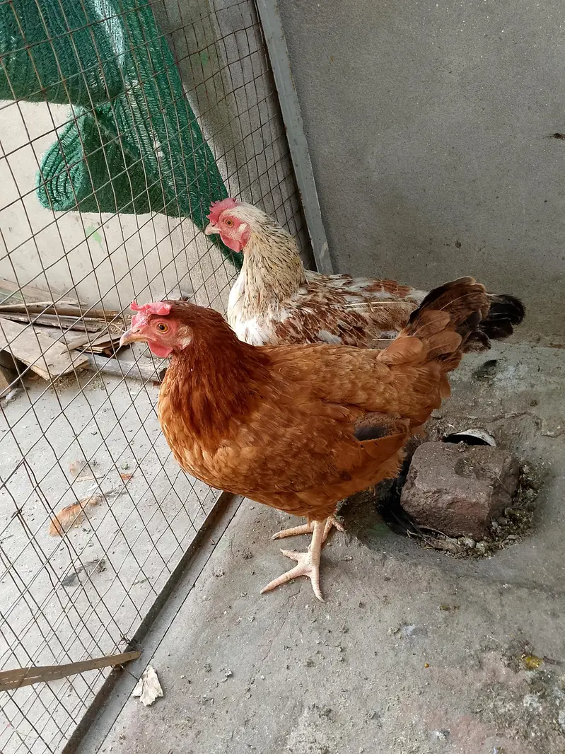 2 Anday Dene Wali Murghiyan aur 1 Patha Murgha for Sale — photo 2