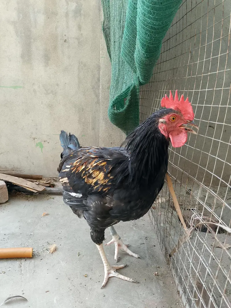 2 Anday Dene Wali Murghiyan aur 1 Patha Murgha for Sale — photo 3